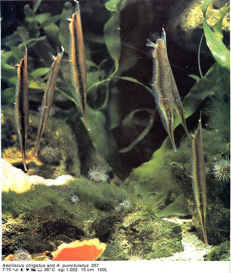 Aeoliscus punctulatus